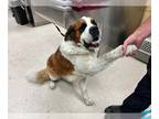 Saint Bernard DOG FOR ADOPTION RGADN-1258024 - Dog - Saint Bernard (medium coat)