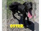 Labrador Retriever Mix DOG FOR ADOPTION RGADN-1258029 - OTTER - Labrador