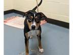 Australian Shepherd-Beagle Mix DOG FOR ADOPTION RGADN-1258045 - HERSHEY - Beagle