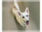Mix DOG FOR ADOPTION RGADN-1258060 - STELLA - Husky (short coat) Dog For