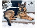 German Shepherd Dog DOG FOR ADOPTION RGADN-1258069 - Ellie - German Shepherd Dog