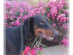 Doberman Pinscher DOG FOR ADOPTION RGADN-1258090 - *RAIN DROP - Doberman