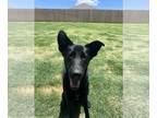 German Shepherd Dog Mix DOG FOR ADOPTION RGADN-1258098 - Baxter - Black Labrador