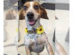 Beagle Mix DOG FOR ADOPTION RGADN-1258101 - Abby - Beagle / Mixed Dog For
