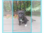 Huskies Mix DOG FOR ADOPTION RGADN-1258107 - Turq - Husky / Mixed Dog For