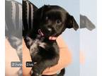 Jack Chi DOG FOR ADOPTION RGADN-1258134 - Ziva - Jack Russell Terrier /