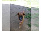 Boxer Mix DOG FOR ADOPTION RGADN-1258145 - Vidia - Shepherd / Boxer / Mixed Dog