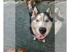 Mix DOG FOR ADOPTION RGADN-1258151 - Jax - Husky Dog For Adoption
