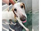 English Foxhound-Greyhound Mix DOG FOR ADOPTION RGADN-1258154 - Nacho -