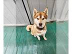 Mix DOG FOR ADOPTION RGADN-1258155 - Azure - Husky Dog For Adoption