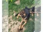 German Shepherd Dog-Huskies Mix DOG FOR ADOPTION RGADN-1258163 - Chevy - German