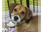 Beagle DOG FOR ADOPTION RGADN-1258167 - Bart - Beagle / Terrier Dog For Adoption