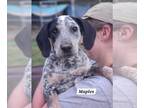 Bluetick Coonhound Mix DOG FOR ADOPTION RGADN-1258179 - Maples - Bluetick