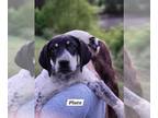 Bluetick Coonhound DOG FOR ADOPTION RGADN-1258183 - Pluto - Bluetick Coonhound /