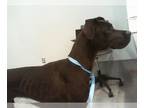 Great Dane DOG FOR ADOPTION RGADN-1258189 - KIEL - Great Dane (medium coat) Dog