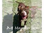 American Pit Bull Terrier DOG FOR ADOPTION RGADN-1258194 - MAMBO - Pit Bull