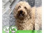 Goldendoodle (Miniature) DOG FOR ADOPTION RGADN-1258201 - Baby - Poodle