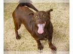 Basset Hound-Labrador Retriever Mix DOG FOR ADOPTION RGADN-1258211 - OTTER -