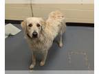 Golden Pyrenees DOG FOR ADOPTION RGADN-1258213 - COCO - Great Pyrenees / Golden