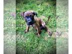 American Pit Bull Terrier Mix DOG FOR ADOPTION RGADN-1258222 - Hank - Belgian