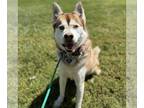 Mix DOG FOR ADOPTION RGADN-1258229 - Frijole - Husky (long coat) Dog For