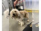 Cairn Terrier DOG FOR ADOPTION RGADN-1258237 - A847053 - Cairn Terrier (medium