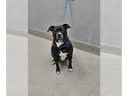 Boxer Mix DOG FOR ADOPTION RGADN-1258254 - *HERO - Boxer / Mixed (medium coat)