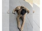 Mastiff Mix DOG FOR ADOPTION RGADN-1258264 - UNKNOWN - Mastiff / Mixed (medium