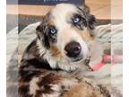 Australian Shepherd Mix DOG FOR ADOPTION RGADN-1258274 - Delilah - Australian