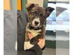 Pembroke Welsh Corgi Mix DOG FOR ADOPTION RGADN-1258280 - Rescue Teddy - Corgi /