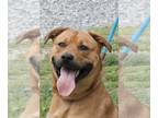 American Pit Bull Terrier-Basenji Mix DOG FOR ADOPTION RGADN-1258296 - Bubba in