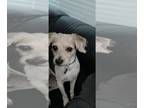 Beagle DOG FOR ADOPTION RGADN-1258357 - Wyatt - Beagle / Jack Russell Terrier