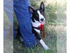 Border Collie Mix DOG FOR ADOPTION RGADN-1258359 - Willy - Border Collie / Mixed