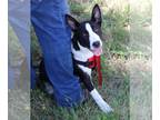Border Collie Mix DOG FOR ADOPTION RGADN-1258361 - Willy - Border Collie / Mixed