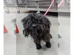 Poodle (Toy) Mix DOG FOR ADOPTION RGADN-1258374 - MIDNIGHT - Poodle (Toy) /