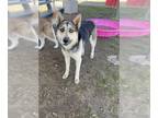 German Shepherd Dog-Siberian Husky Mix DOG FOR ADOPTION RGADN-1258378 - *NANNA -
