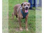Boxweiler DOG FOR ADOPTION RGADN-1258393 - Salem - Rottweiler / Boxer / Mixed