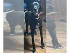 Great Dane DOG FOR ADOPTION RGADN-1258400 - Isabella - Great Dane Dog For