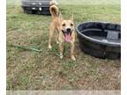 Carolina Dog Mix DOG FOR ADOPTION RGADN-1258433 - SHELLY - Carolina Dog / Mixed