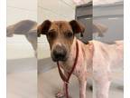 American Pit Bull Terrier Mix DOG FOR ADOPTION RGADN-1258469 - BANDIT - American