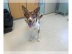 Border Collie-Siberian Husky Mix DOG FOR ADOPTION RGADN-1258477 - KYLIE* -