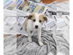 Sheprador DOG FOR ADOPTION RGADN-1258487 - Willa (NY-Sarah) - Labrador Retriever