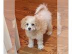 Poodle (Toy) DOG FOR ADOPTION RGADN-1258493 - Sweet Millie - Poodle (Toy) /