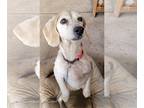 Beagle Mix DOG FOR ADOPTION RGADN-1258504 - Tuesday - Beagle / Mixed Dog For