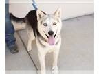 German Shepherd Dog-Siberian Husky Mix DOG FOR ADOPTION RGADN-1258525 - AMIDALA