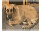 German Shepherd Dog Mix DOG FOR ADOPTION RGADN-1258528 - JANNET - German