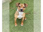 Feist Terrier Mix DOG FOR ADOPTION RGADN-1258540 - DIAMOND - Feist / Mixed