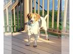 Beagle Mix DOG FOR ADOPTION RGADN-1258544 - Pete - Beagle / Mixed (short coat)