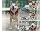 Mix DOG FOR ADOPTION RGADN-1258550 - Atlas from Korea - Husky Dog For Adoption
