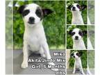 Akita Mix DOG FOR ADOPTION RGADN-1258551 - Miko from Korea - Akita / Jindo